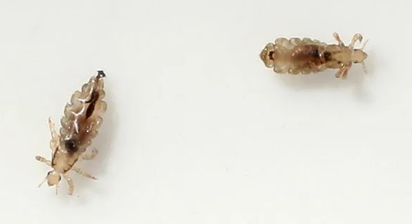 Weekly raves and raves (RAWR) # 479